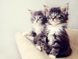 可爱猫咪