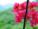 杜鹃花