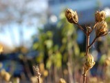 枯萎的花蕾
