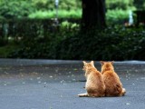 可爱猫咪