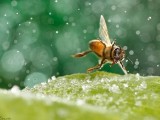 蜜蜂