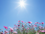 太阳照鲜花
