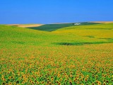 遍地向日葵
