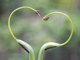 瓢虫的爱情