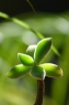 绿色植物