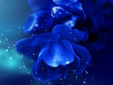 冷艳蓝玫瑰