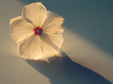 透明花瓣