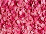 玫瑰花瓣