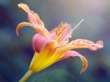 百合花
