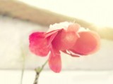 花瓣