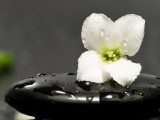 雨露花瓣
