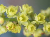 小黄花