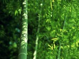 竹林深处