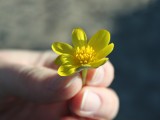 小黄花