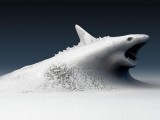 创意大白鲨