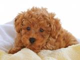 泰迪犬