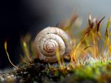 草丛中的蜗牛