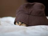 隐藏的猫