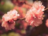 淡粉樱花