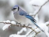 冬雪树上的鸟儿