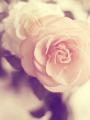 淡粉玫瑰