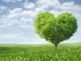 绿色爱情树