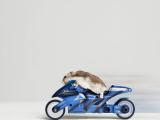 老鼠骑摩托车
