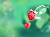 娇艳欲滴的草莓