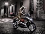 骑摩托车的狗