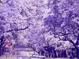 紫色树开紫花