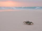 海滩螃蟹