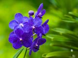 紫色兰花