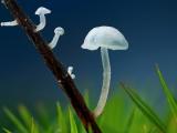 透明的蘑菇