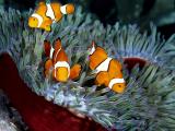 珊瑚丛中的海葵鱼