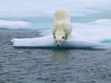 北极熊捕鱼