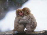 猴子的爱情