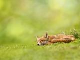 休息的狐狸