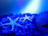 深海里的海星