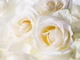 高雅的白玫瑰