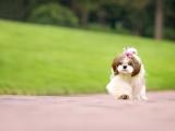 漂亮贵宾犬