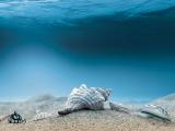深海海螺