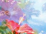 精美花卉
