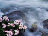 溪边花卉