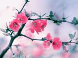 艳丽的梅花