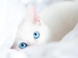 可爱白猫的蓝色眼眸