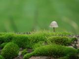 孤单的蘑菇