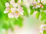 小清新苹果花