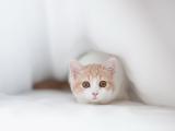 可爱小猫