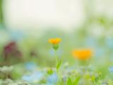 清新小黄花