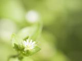 唯美梦幻花儿